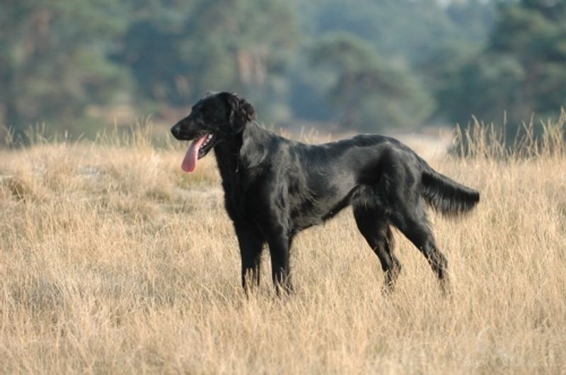 Some companions recover so naturally from change that owners barely notice it happened 4 Flat-Coated Retriever