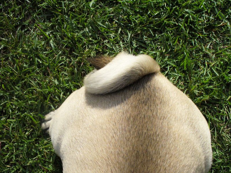 Tucks tail between legs