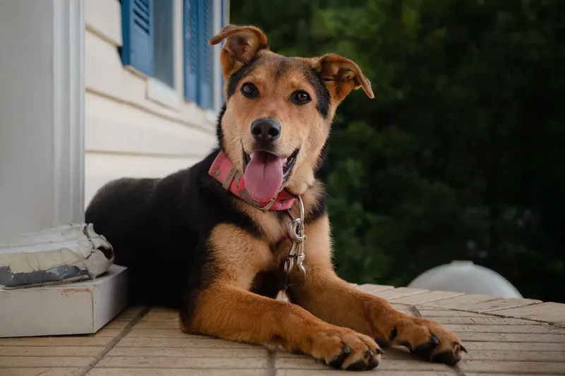 Reacts differently to familiar and unfamiliar footsteps