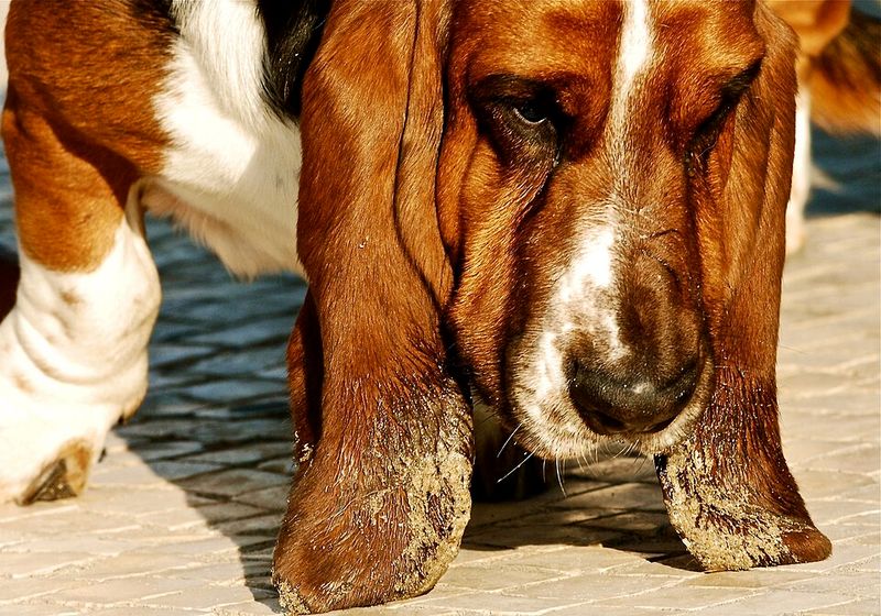 Basset Hound
