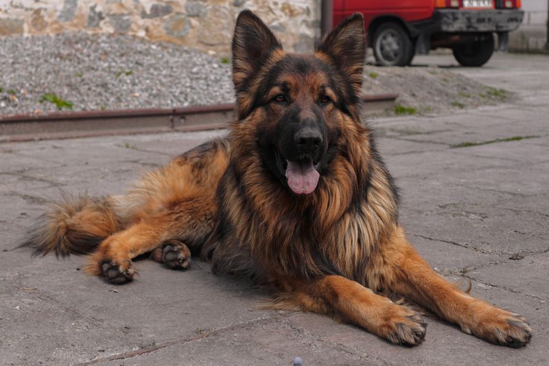 14 dog breeds that struggle when their favorite human changes 4 German Shepherd