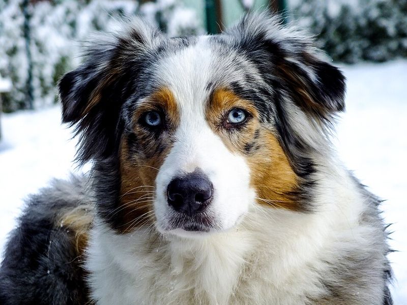 12 tricolor dogs with markings that look almost deliberately painted 7 Australian Shepherd: An Artist with Endless Energy