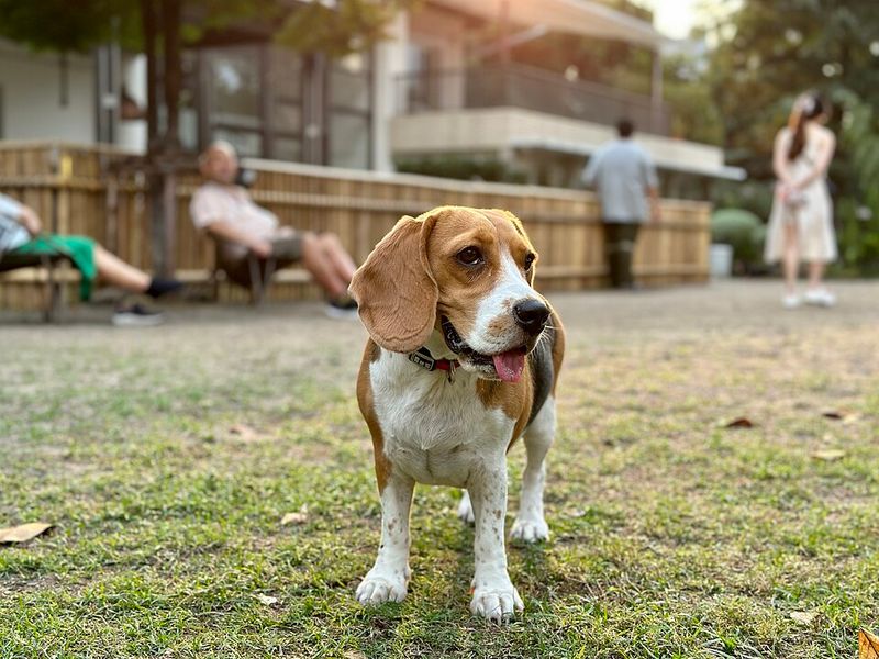 Beagle
