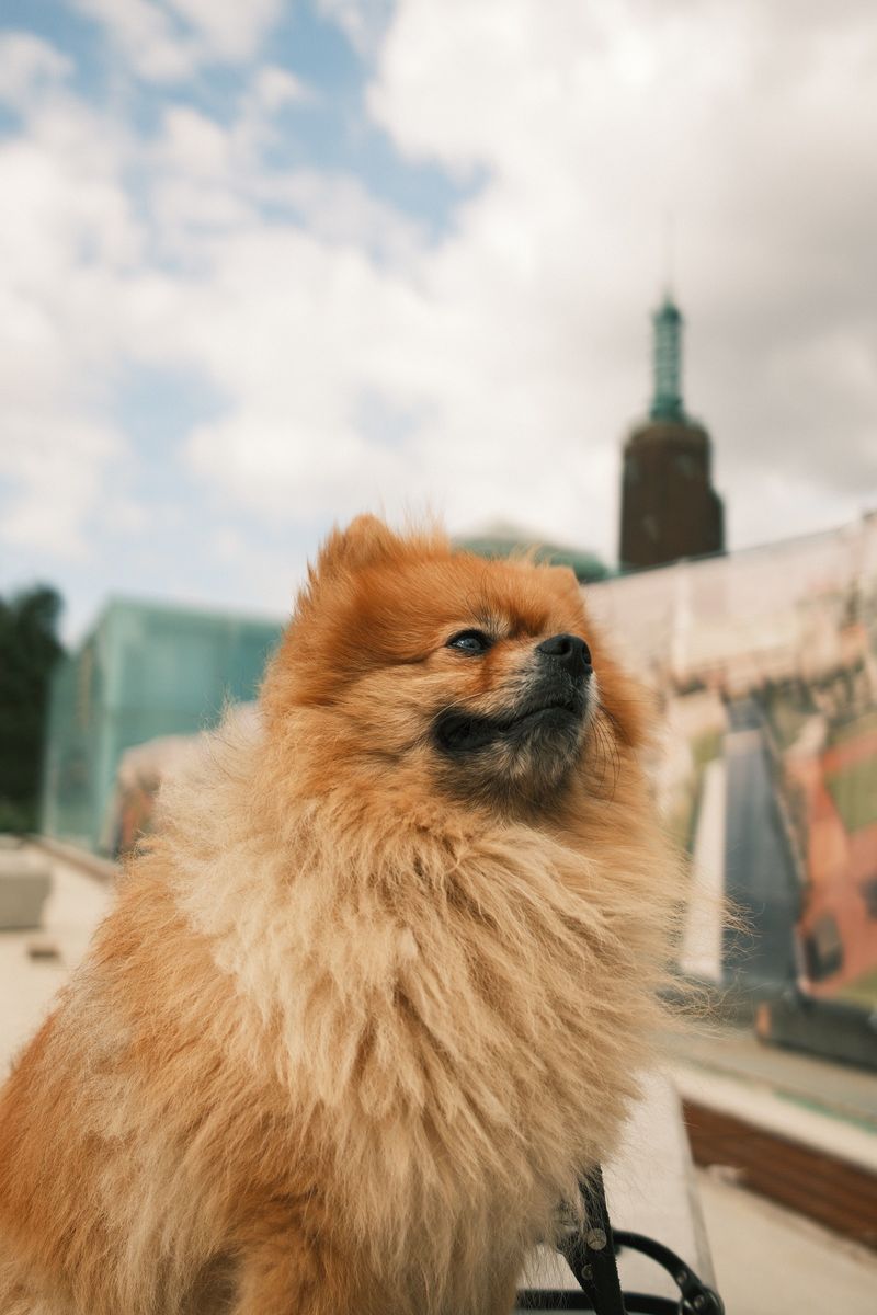 Pomeranian