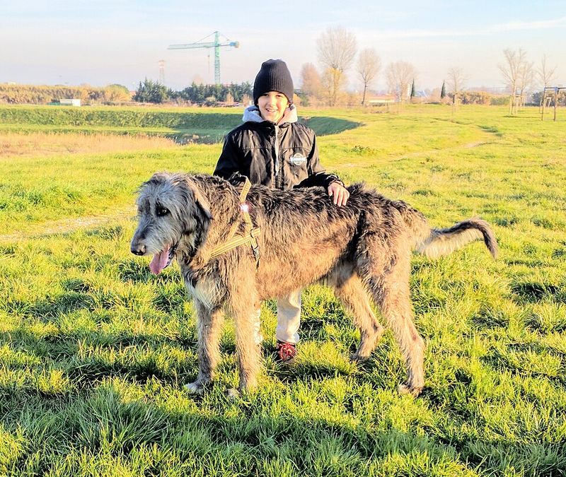 Irish Wolfhound