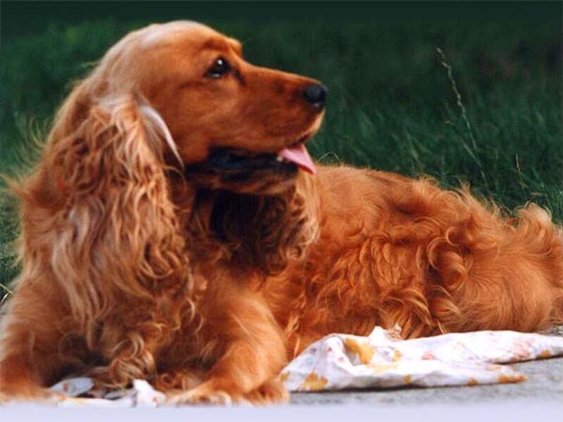 English Cocker Spaniel