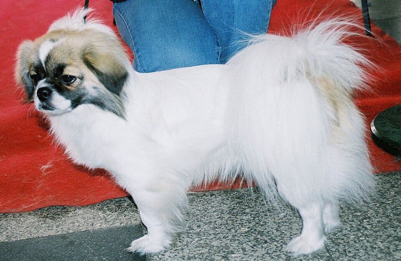 17 dog breeds that win people over fast without doing anything dramatic 14 Tibetan Spaniel