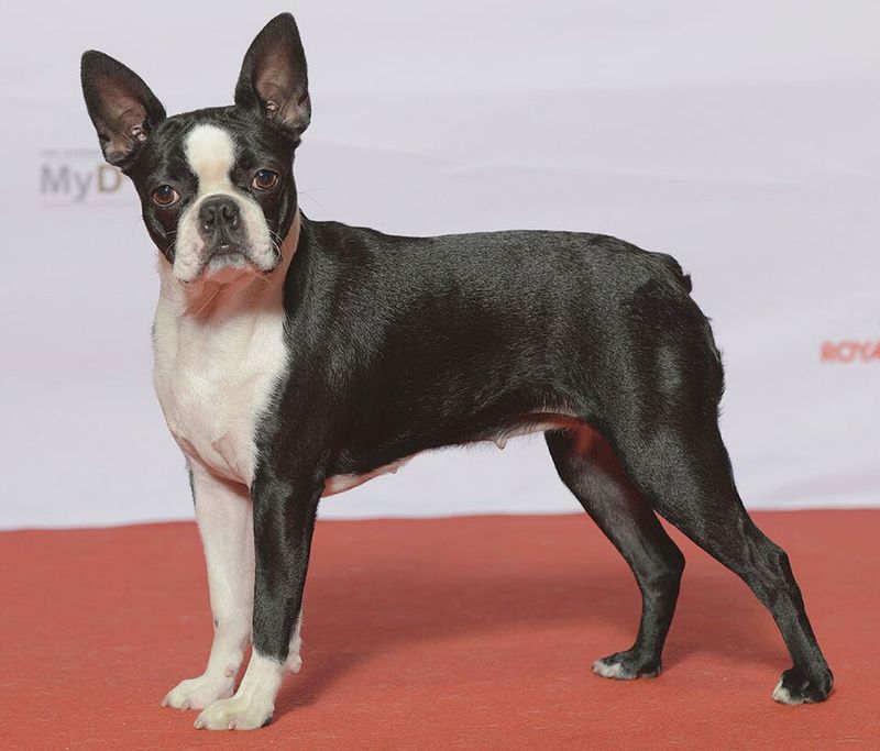 The dangerous part isn't meeting these dog breeds - It's trying to walk away without wanting one 10 Boston Terrier