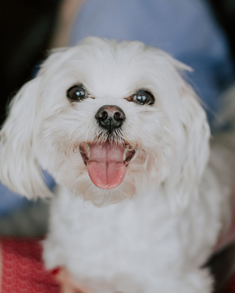 Count how many rooms you can enter alone after bringing home one of these dogs 9 Maltese