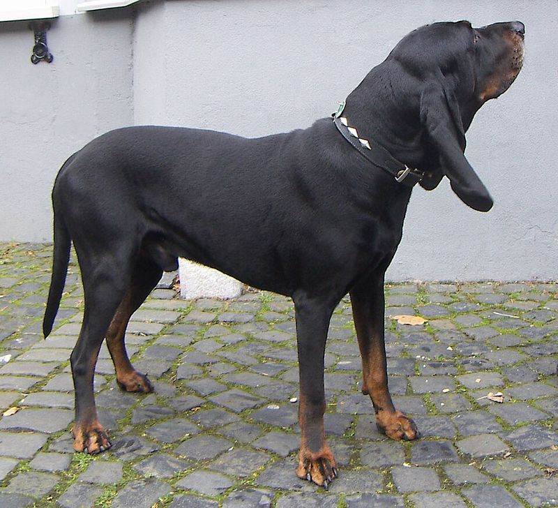 American Black and Tan Coonhound