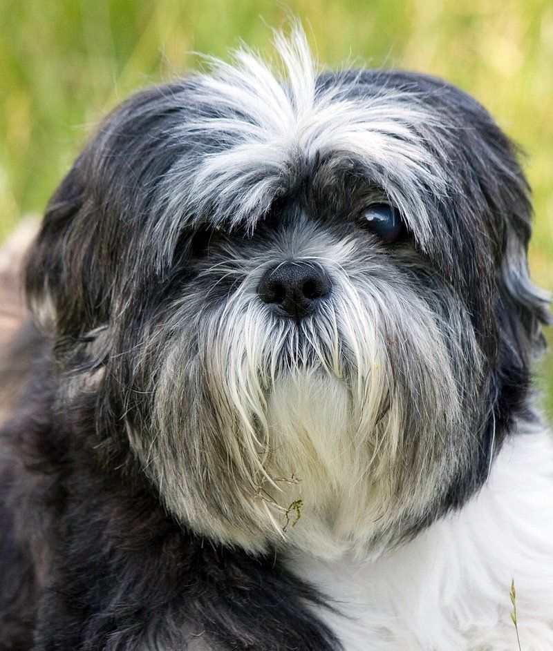 Affenpinscher