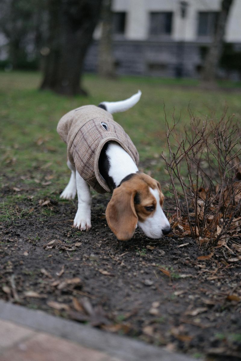 Beagle