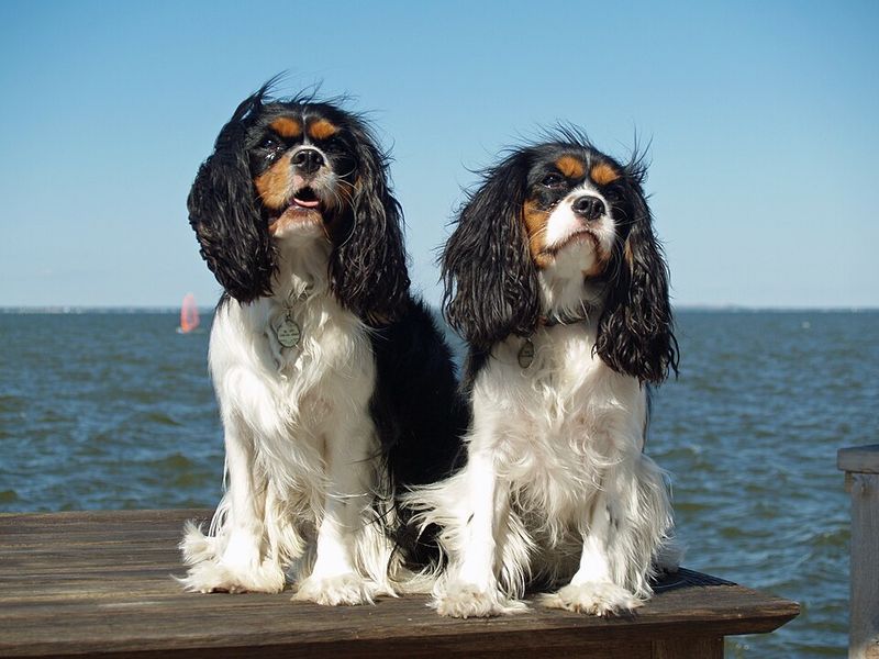 25 Tiny Dog Breeds That Don’t Like Being Left Alone for Long 5 Cavalier King Charles Spaniel