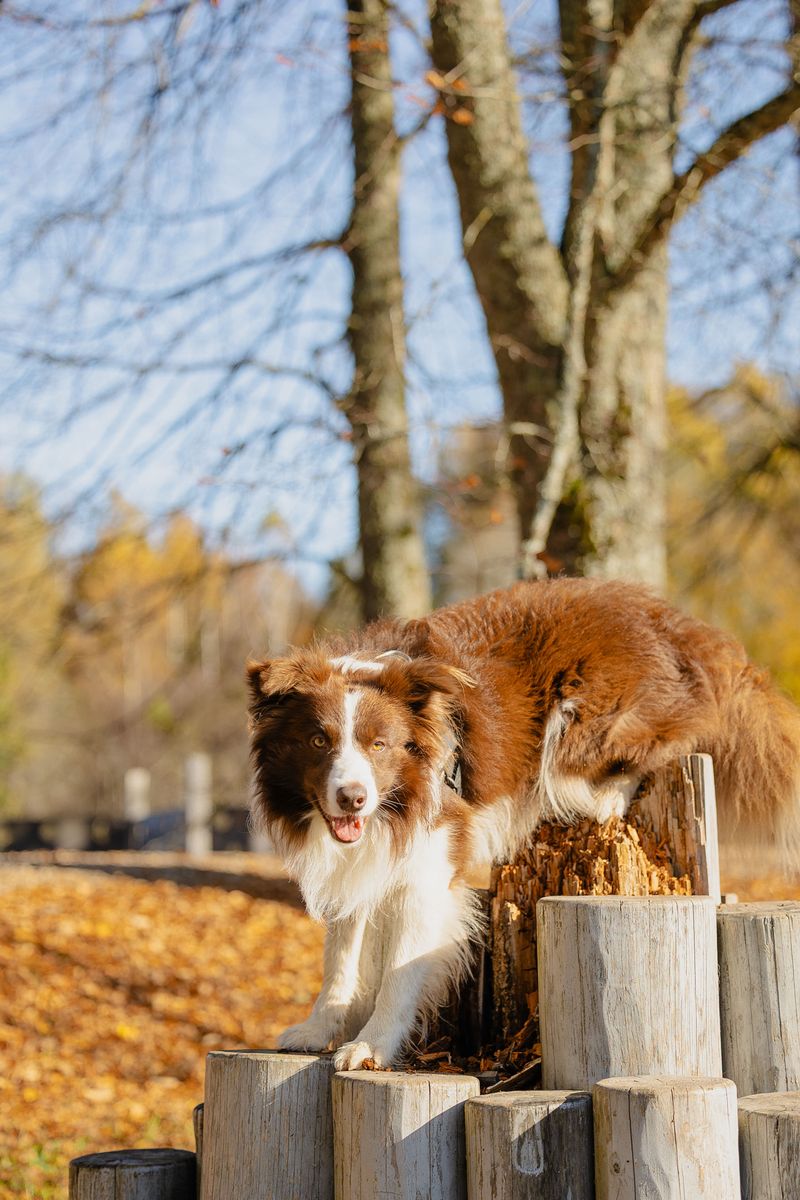 Some dog breeds leave such a lasting impression that every future companion has big shoes to fill 5 Border Collie