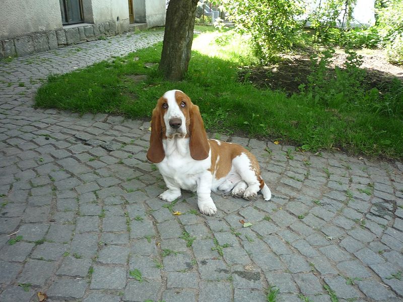 10 dog breeds that seem to watch you and the neighborhood at the same time - plus 3 more laid-back companions 13 Basset Hound