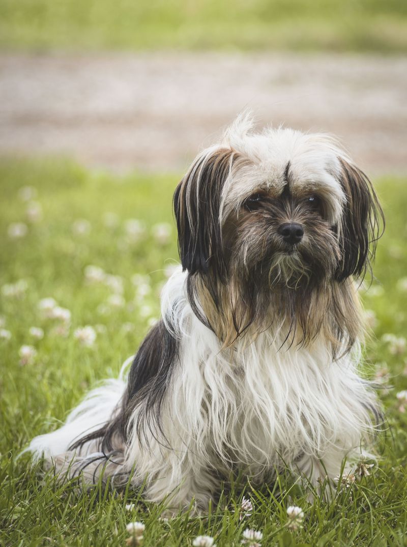Prefer peaceful evenings to crowded gatherings? These breeds may understand the assignment 4 Shih Tzu - The Lap-Time Loyalist
