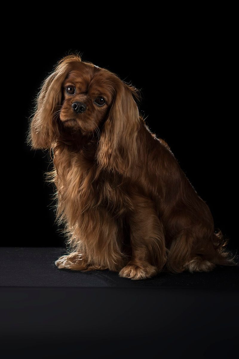 These dog breeds quietly become the heart of countless households 9 Cavalier King Charles Spaniel