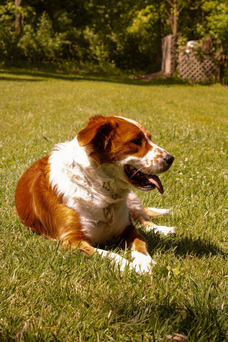 Kooikerhondje