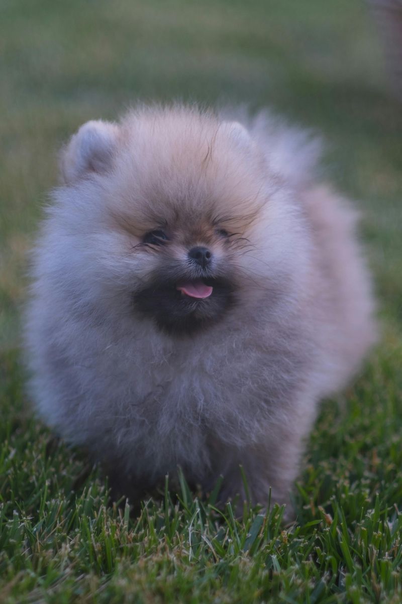 Pomeranian