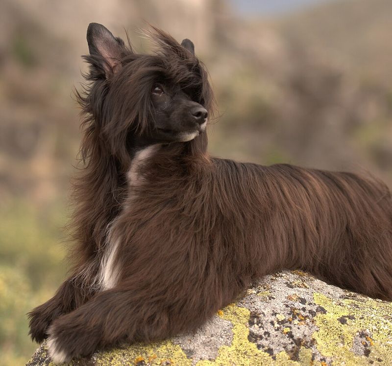 Chinese Crested