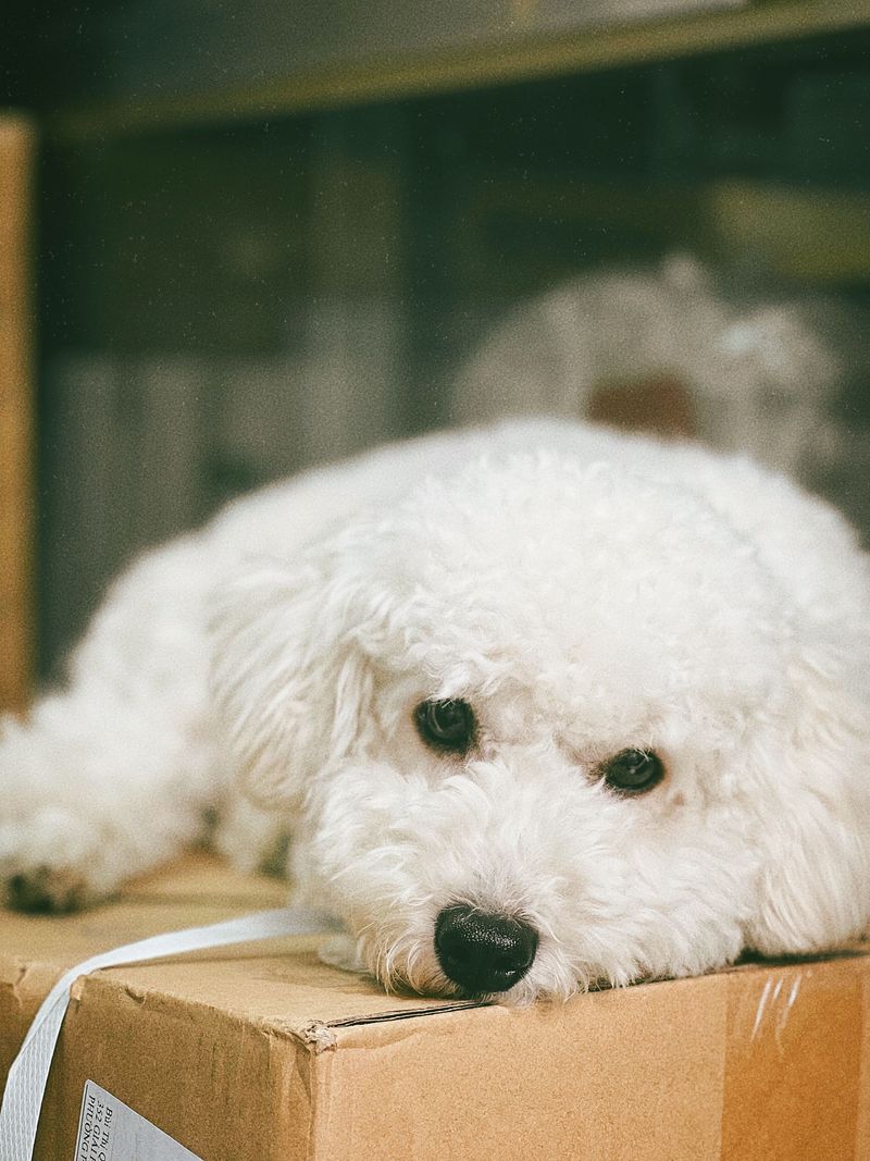 Think every dog naturally protects the house? These lovable breeds may greet the problem instead 6 Bichon Frise