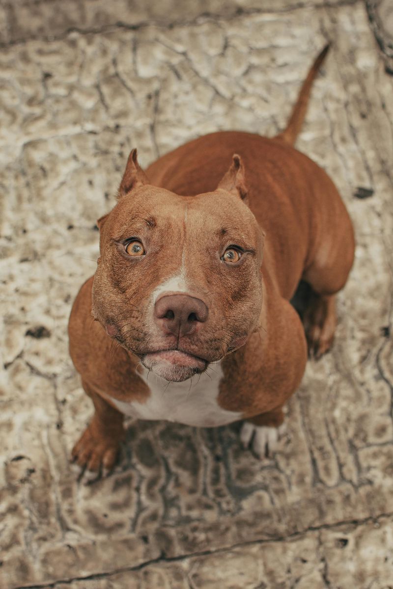 Pit Bull Terrier