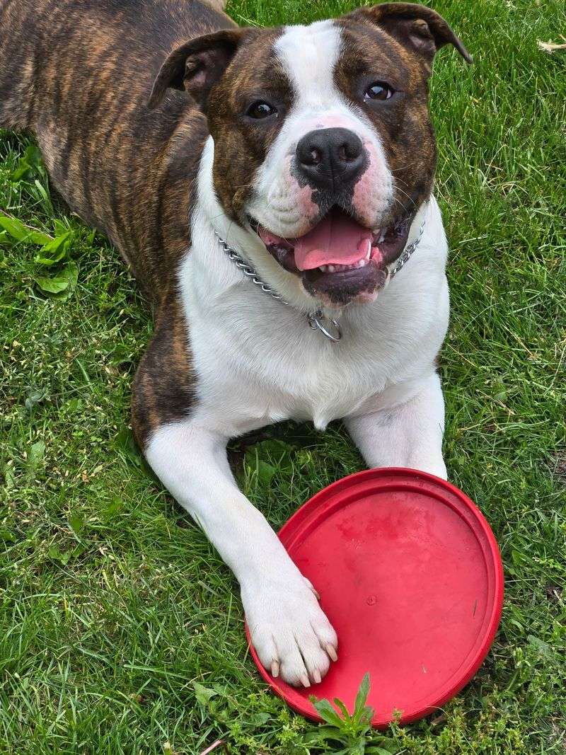 American Bulldog
