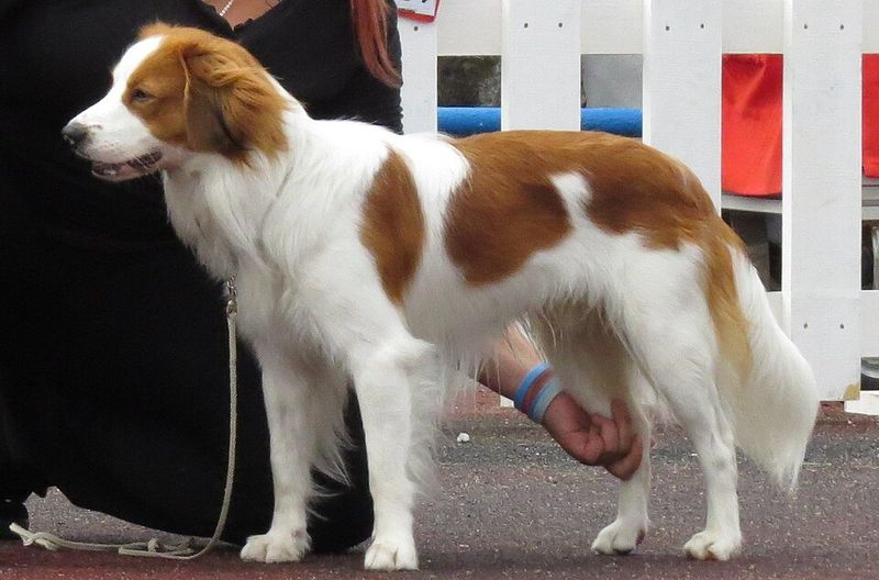 Kooikerhondje