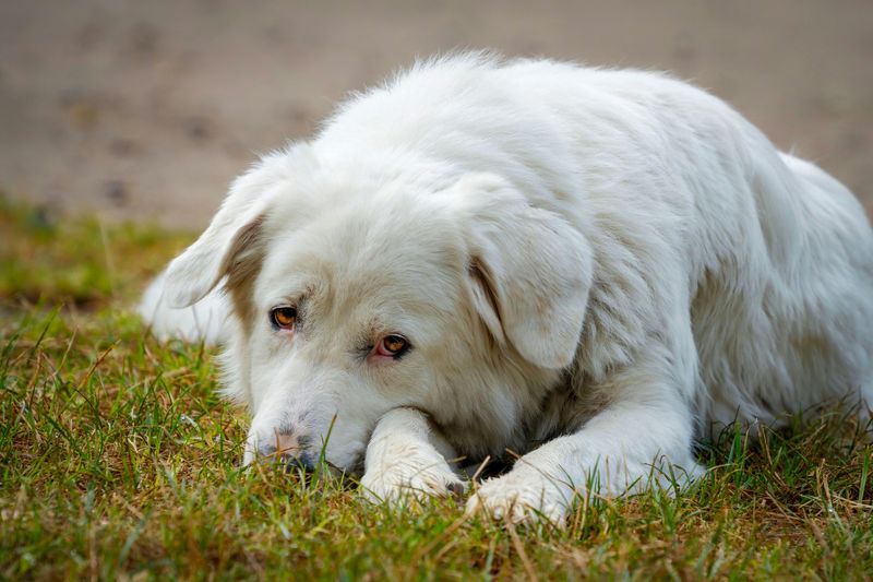 These 15 dogs are making a strong comeback where country life still matters 9 Maremma Sheepdog