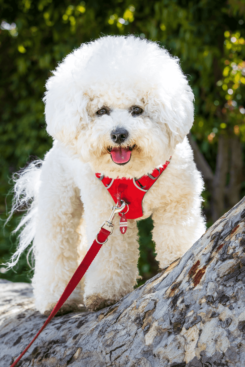 Some dogs take months to decide you're their person - These breeds may start much sooner 8 Bichon Frise