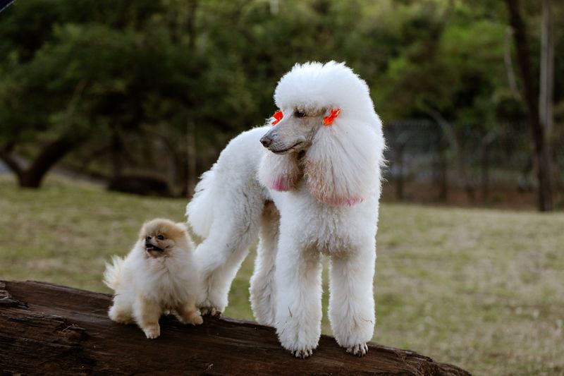 Dog owners want very different things - Yet these breeds continue attracting remarkably broad appeal 3 Poodle