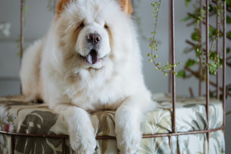12 Dog Breeds That Are Often Given Up for the Wrong Reasons (And What They Actually Need) 12 Chow Chow