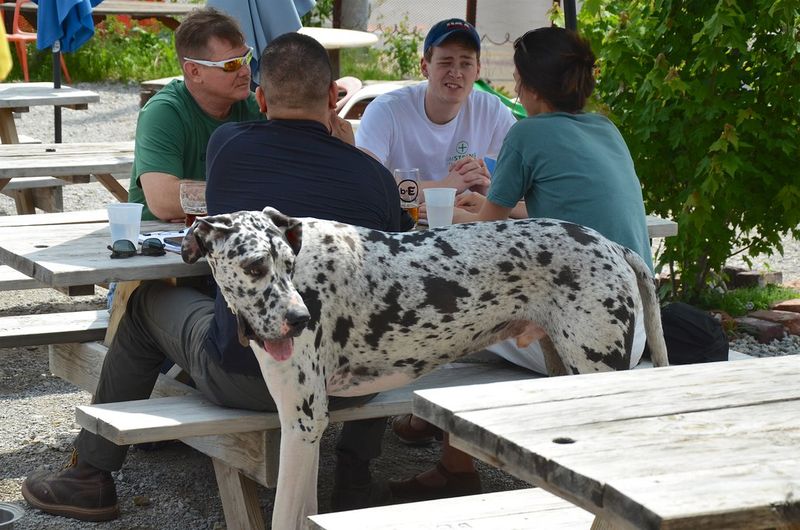 Dalmatian