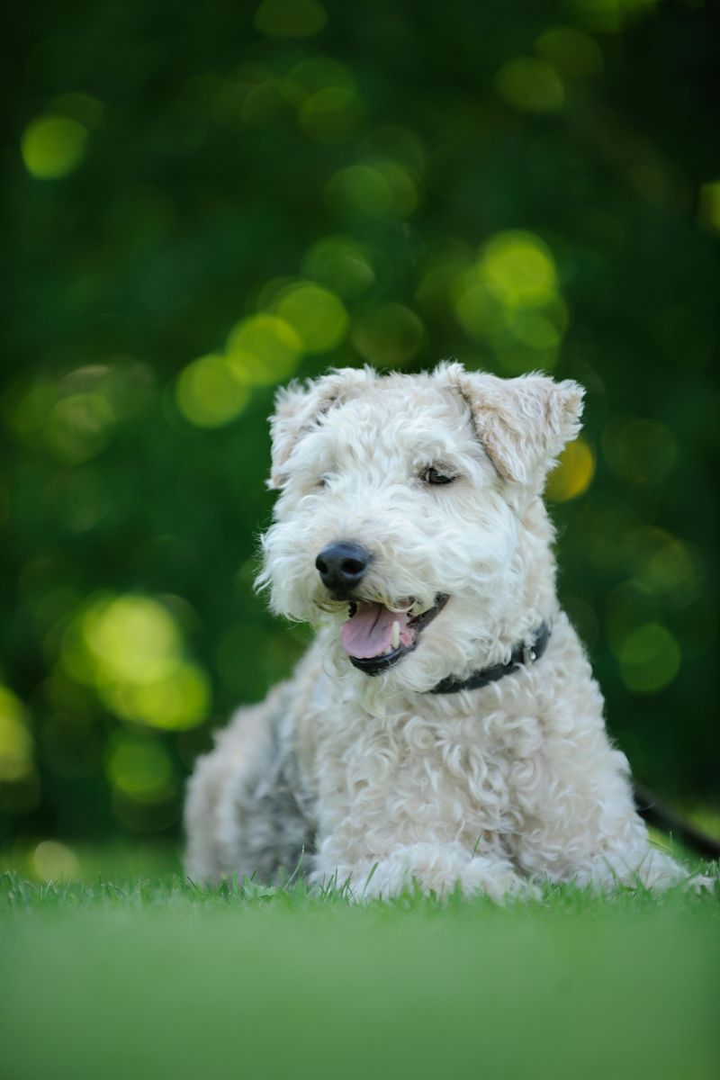 Lakeland Terrier