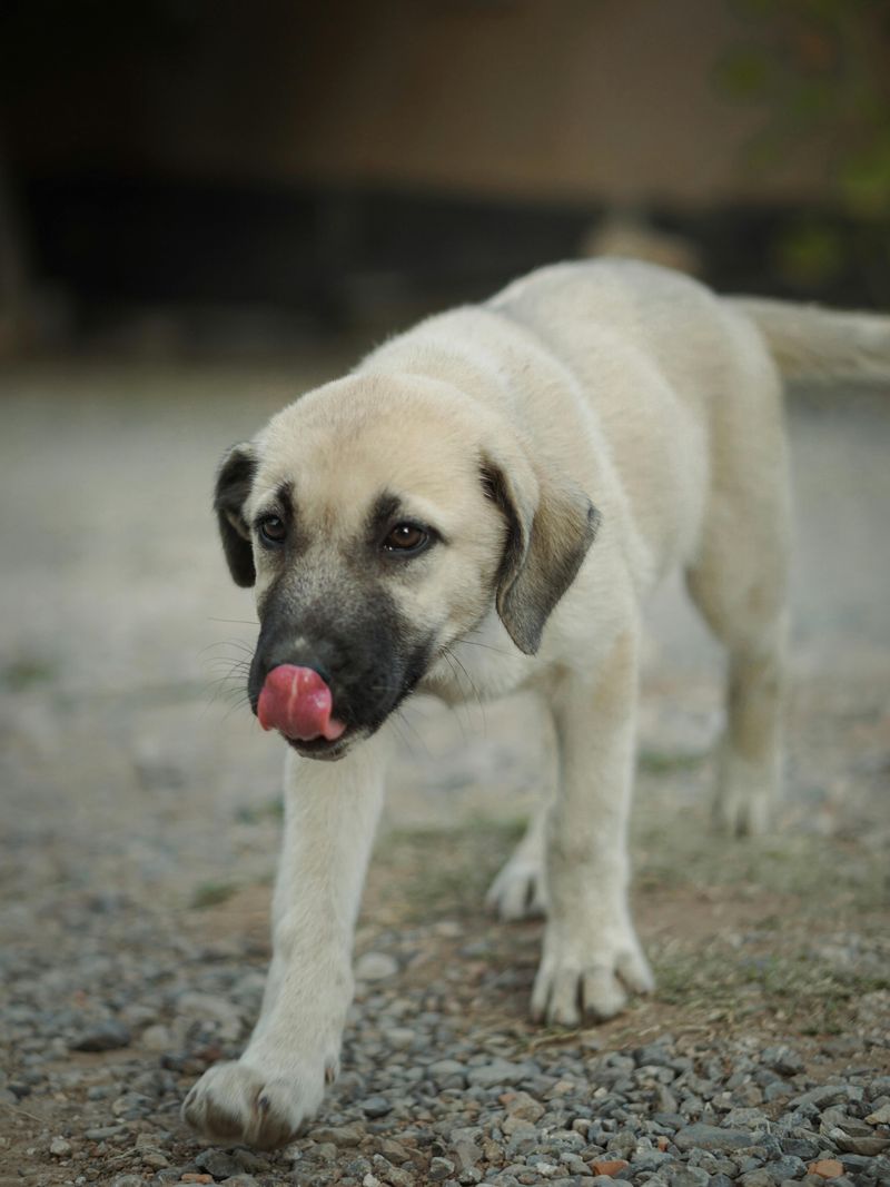 Anatolian Shepherd