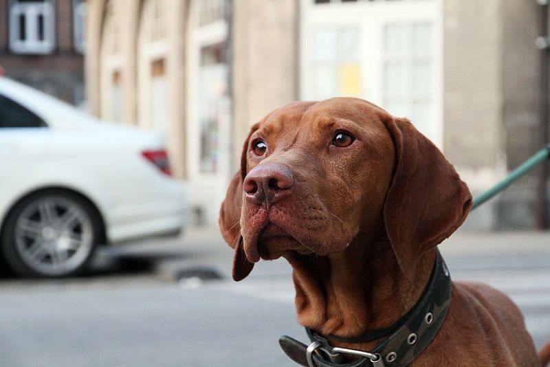 18 Deeply Devoted Dog Breeds That Wear Their Hearts on Their Paws 15 Vizsla