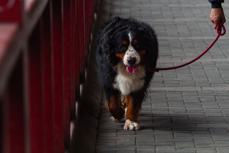 Loyal without being needy - These 15 dog breeds strike the perfect balance 9 Bernese Mountain Dog