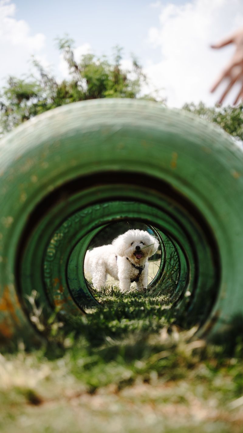 Bichon Frise