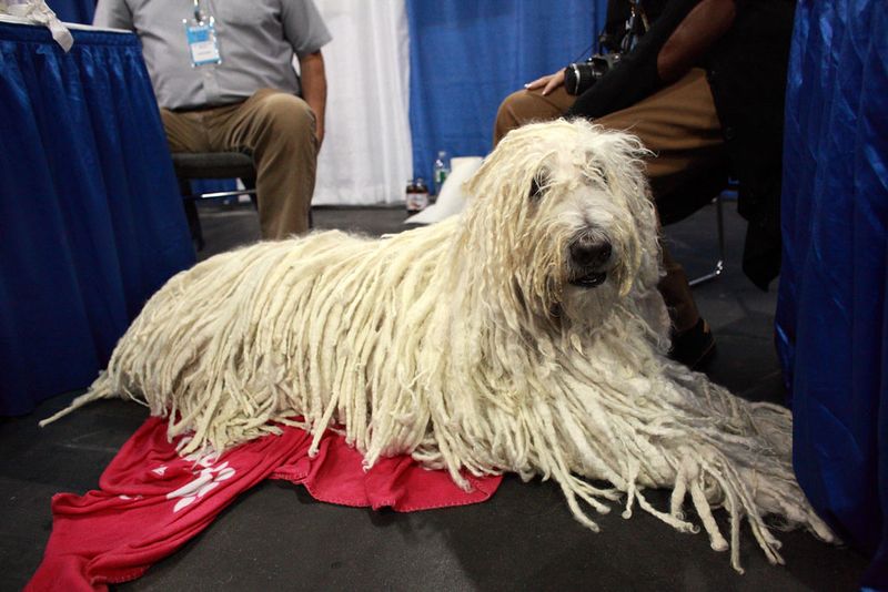Komondor