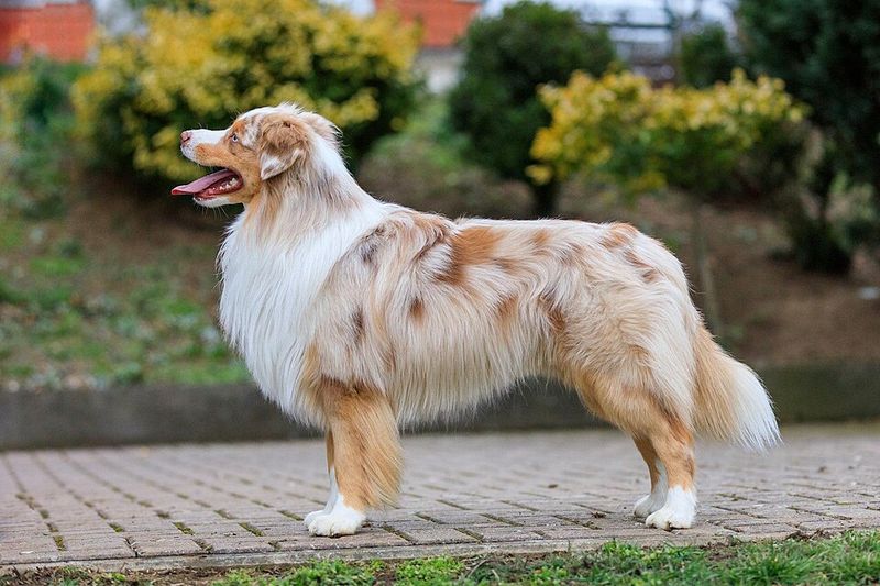 Love shepherd dogs? These breeds include a few you may never have encountered 11 Miniature American Shepherd