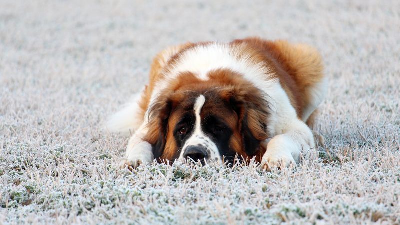 Live where summers get serious? Breed choice matters more than many owners realize 10 Saint Bernard