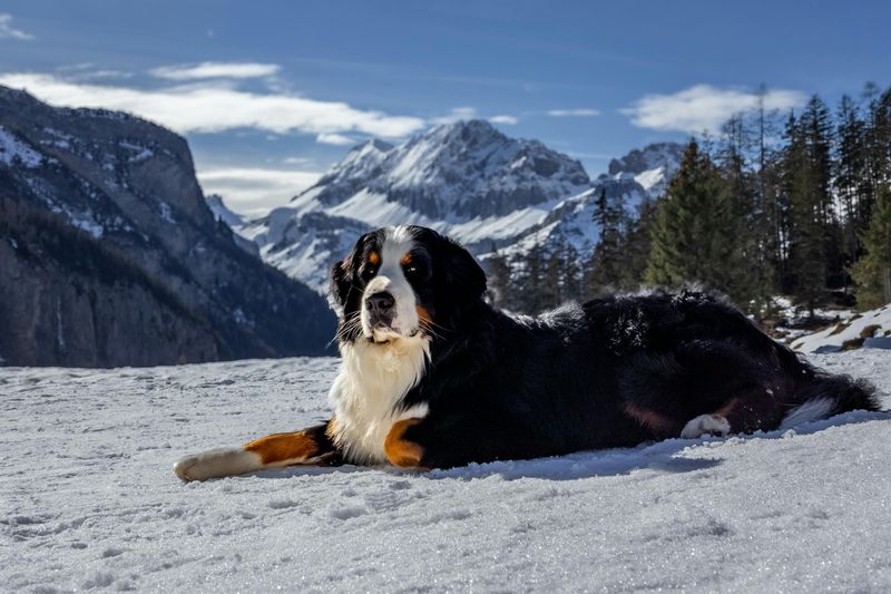 16 Protective Dog Breeds Families Trust to Guard the Home 17 Bernese Mountain Dog