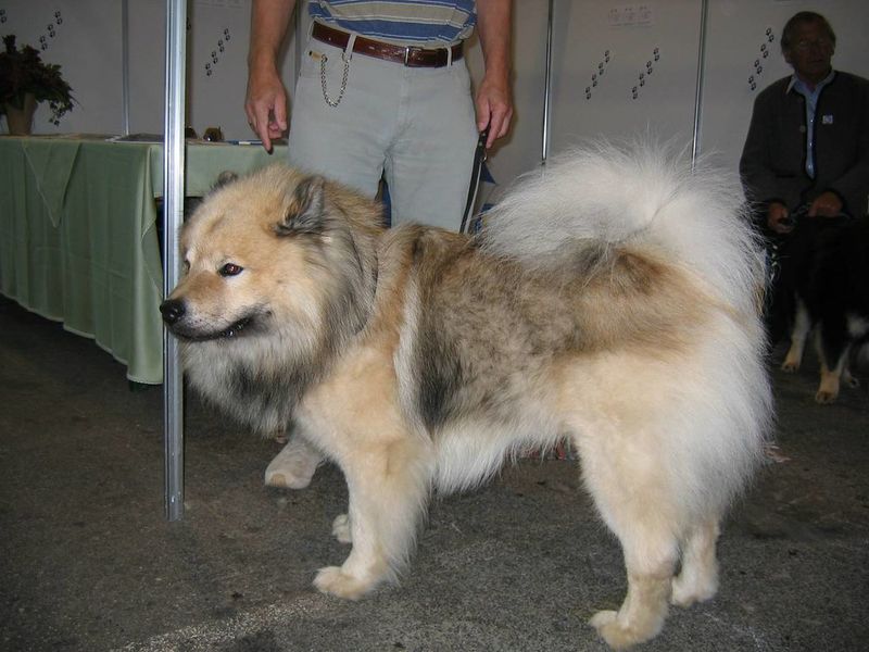 10 famous dogs that started as mixes and became legends 9 Eurasier