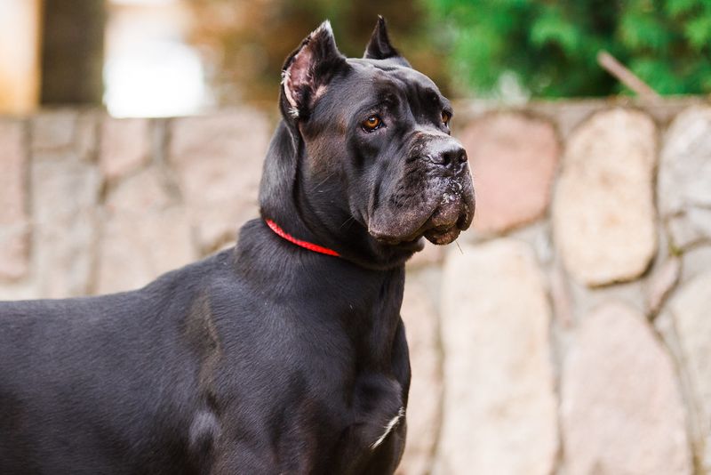 You can't charm every dog instantly - These breeds often make strangers earn their approval 7 Cane Corso