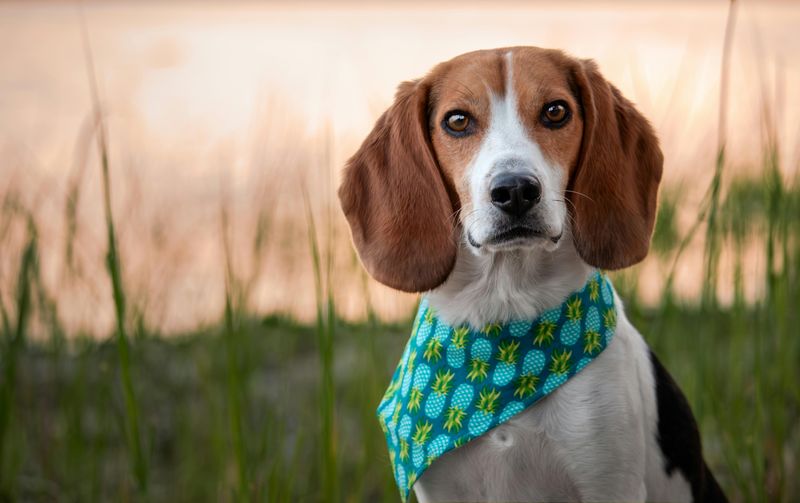 25 Dog Breeds with the Biggest and Most Expressive Personalities 5 Beagle