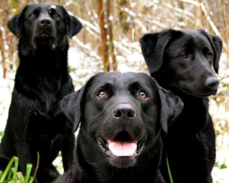 11 dogs that thrive on predictable feeding routines - and 3 that take schedule changes more casually 2 Labrador Retriever