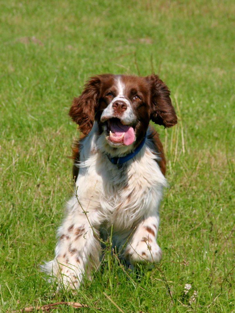 These dogs don't just live with families - They have a habit of becoming part of how families spend time together 4 English Springer Spaniel