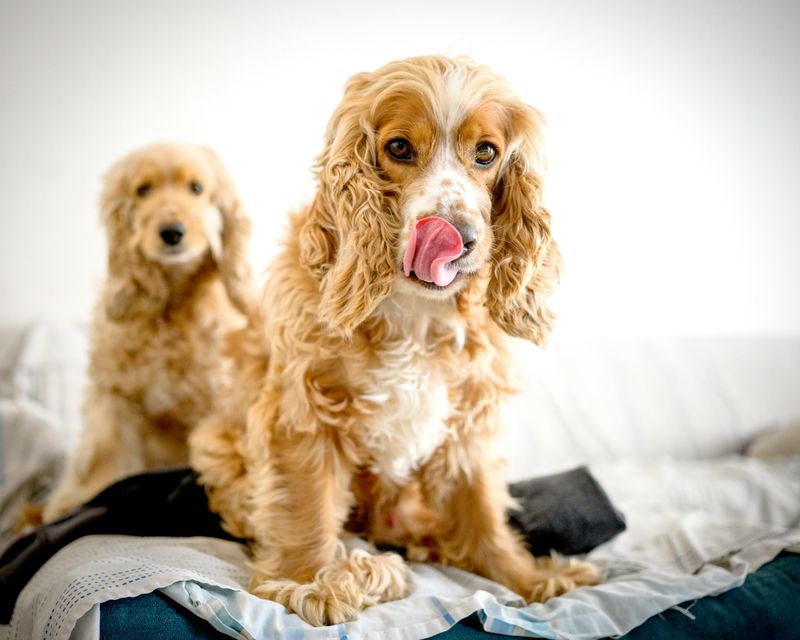 12 dog breeds so charming owners ignore every bad habit 8 Cocker Spaniel