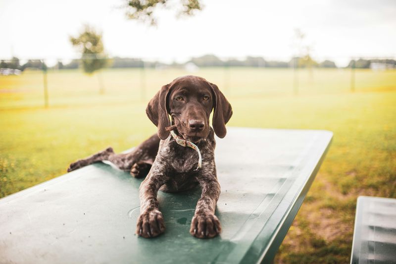 German Shorthaired Pointer