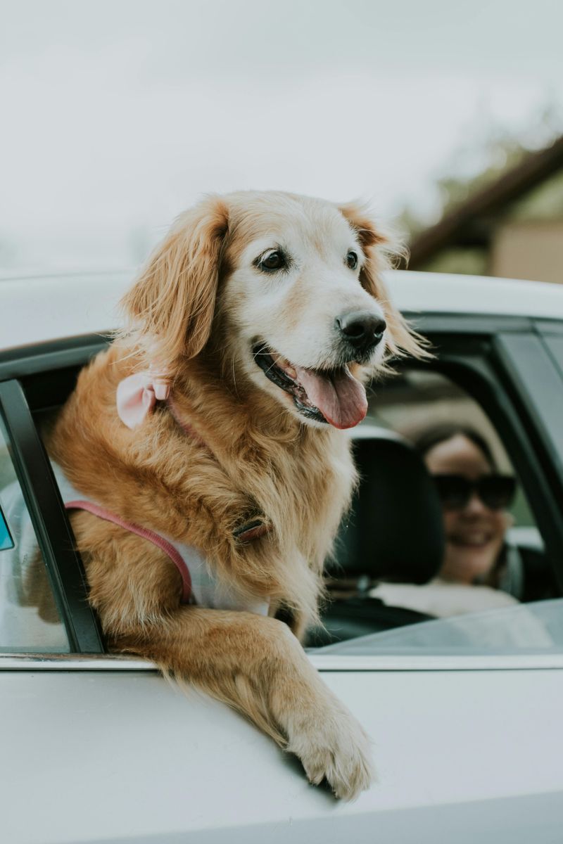 14 Everyday Moments That Show Why Dogs Are Such Close Companions 5 Joy in the Car Ride